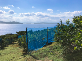 愛媛県の残留農薬基準検査の実施